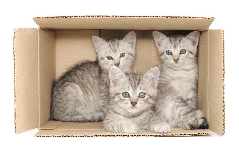 Small kittens royalty free stock photo