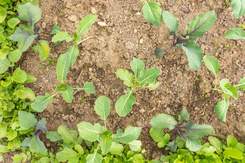 Kohlrabi Seedlings Photos - Free & Royalty-Free Stock Photos From Dreamstime
