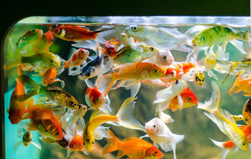 Small koi carp stock image. Image of full, swarm, aquarium - 33062485