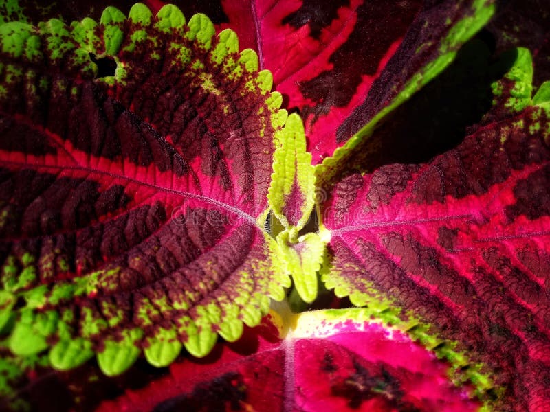 A Small Leaf among the Big Leaves Stock Image Image of blossom