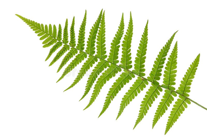 Small leaf of  green forest fern  plant isolated