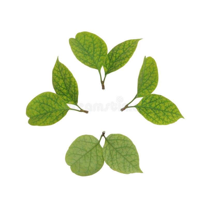 Small Leaves Isolated on White Background Stock Image Image of