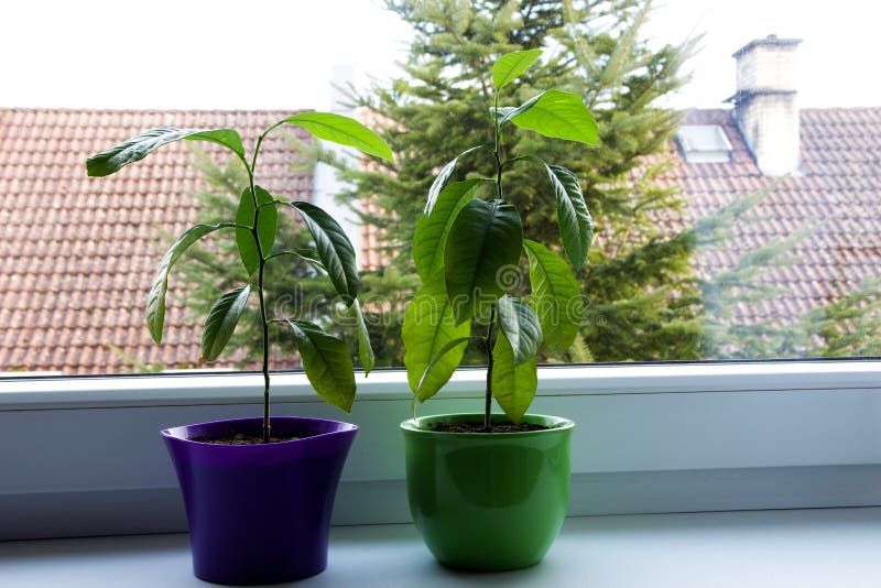 Small lemon trees stock photography Small lemon trees stock photography