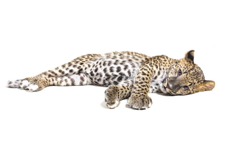Small leopard on white royalty free stock photo Small leopard on white royalty free stock photo