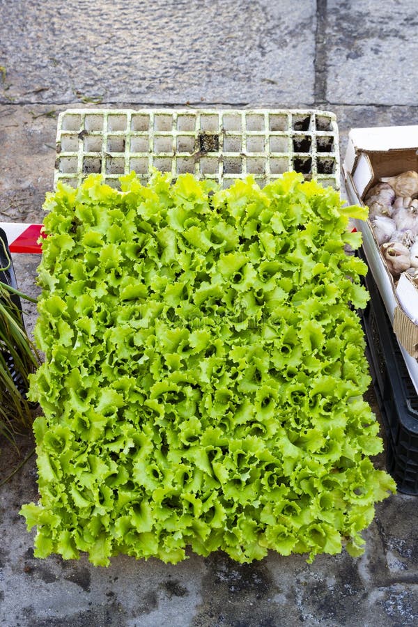 Small Lettuce Plants To Transplant To Gardens. Lettuce Seedbed Stock