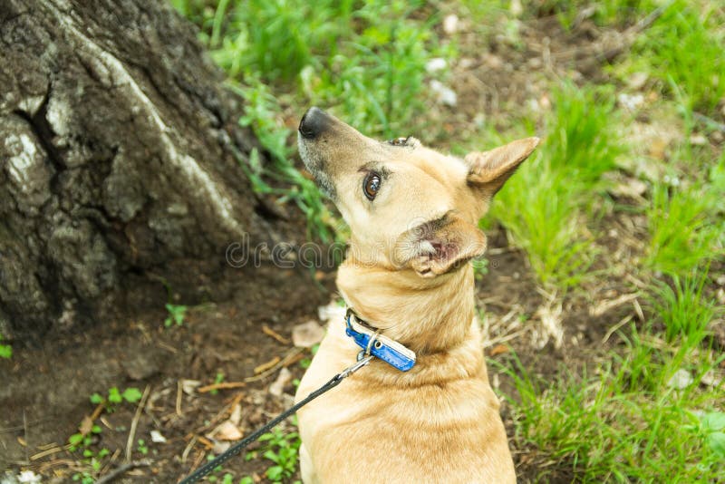 A Small Light Brown Dog with Large Ears is in the Forest Stock Image
