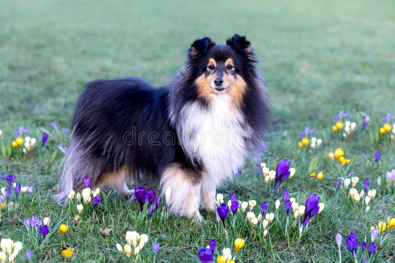 Purple Sheltie Umbrella Purple Sheltie Umbrella