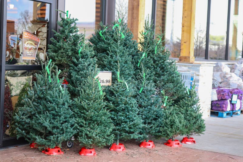 Small live Christmas trees for sale outside a US grocery store with packaged firewood in background and Open for Thanksgiving sign royalty free stock photo Small live Christmas trees for sale outside a US grocery store with packaged firewood in background and Open for Thanksgiving sign royalty free stock photo