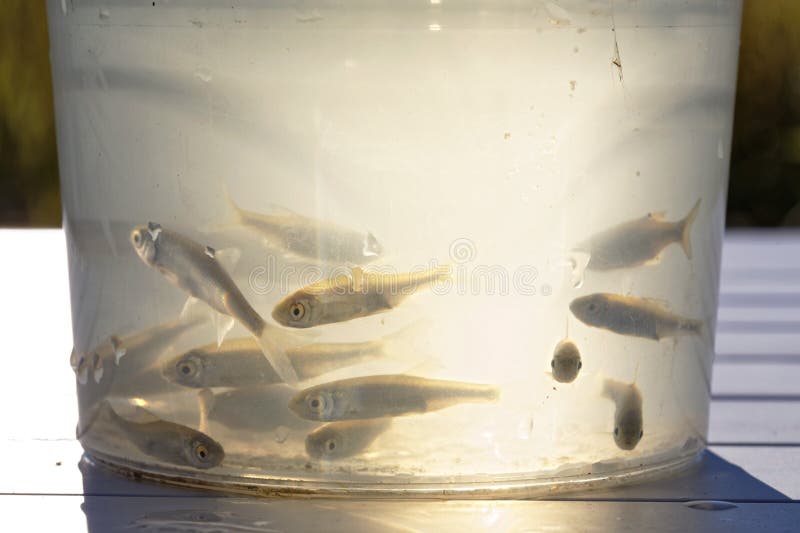 https://thumbs.dreamstime.com/b/small-live-minnows-as-bait-predatory-fish-silver-plastic-box-water-table-128112704.jpg