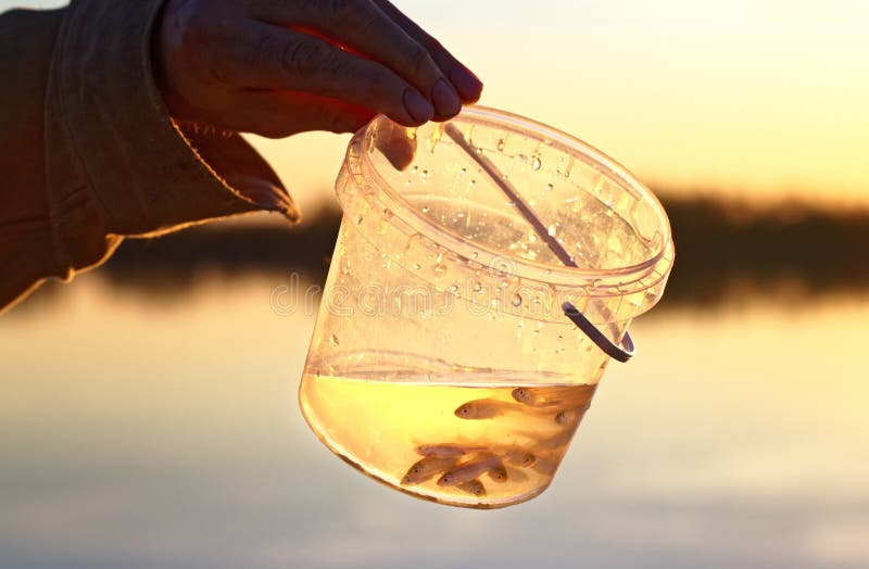 Small live minnows as a bait for catching predatory fish