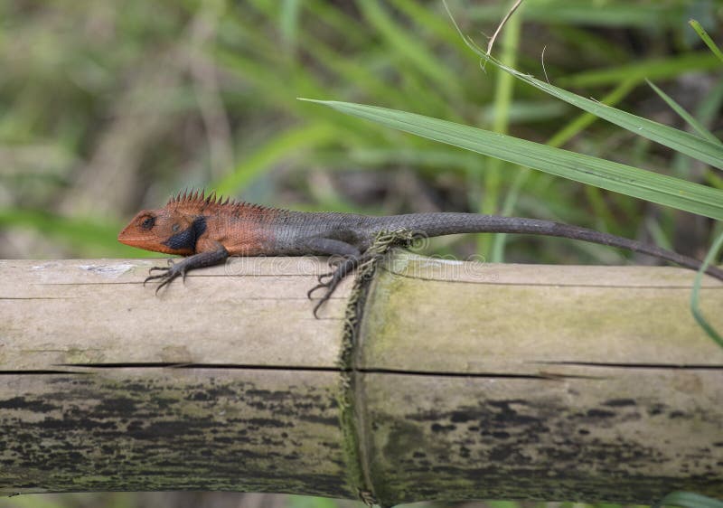 Lizard on a bamboo stick stock photo. Image of wildlife 117015804