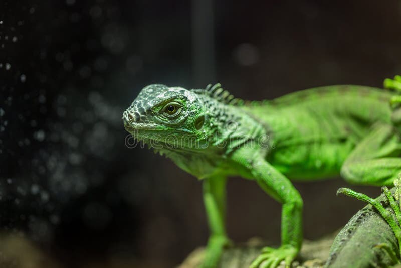 Small Lizard in Terrarium for Home Decor Stock Image Image of nature