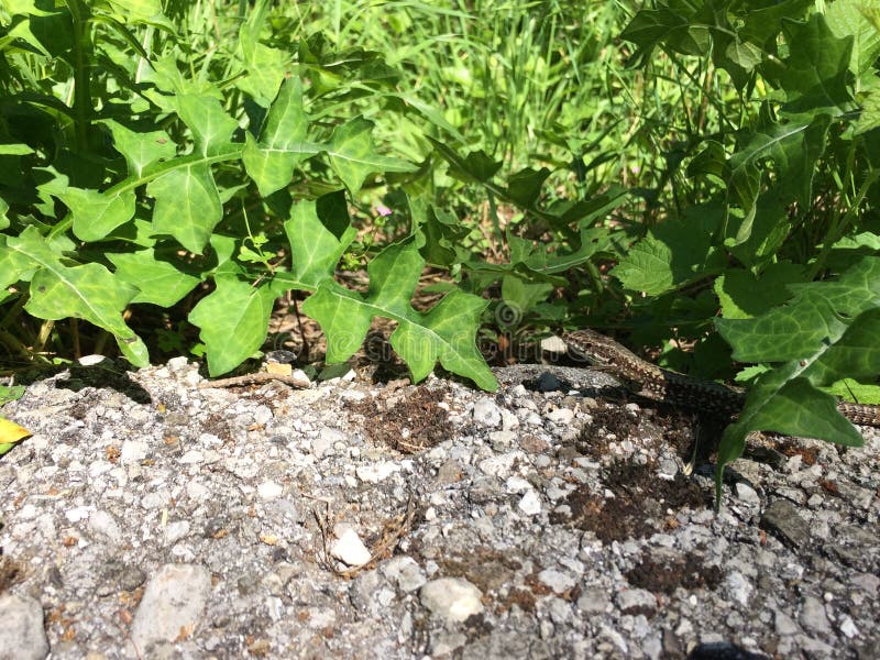 Small lizard walking along the road next to the grass royalty free stock photos Small lizard walking along the road next to the grass royalty free stock photos