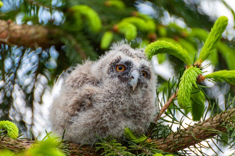 A Small Long-eared Owl Sits on a Tree Branch in the Forest Stock Image ...
