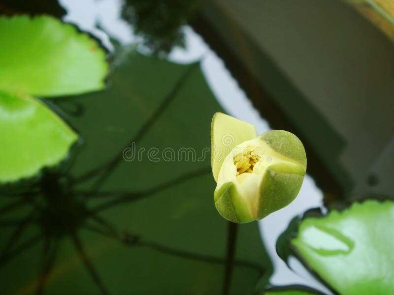 Small lotus flower bud stock photo. Image of growing 129612312
