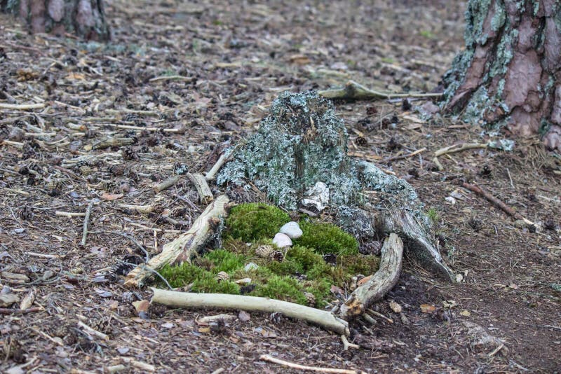 Small magical garden of the gnomes in the forest stock images