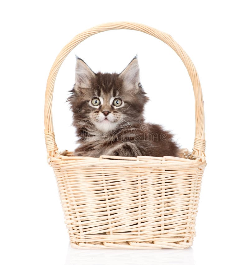 Small Maine Coon Cat Sitting in Basket. Isolated on White Stock Image