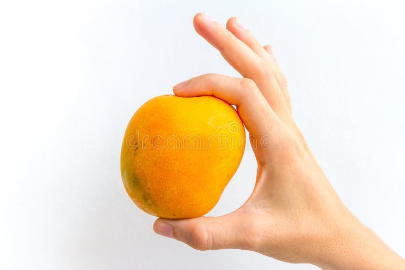 Mango in Hand stock photo. Image of tropical, hand, exotic 71763440
