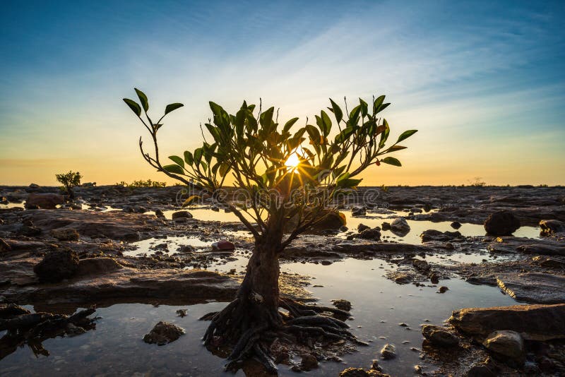 Small mangrove tree on rocky beach at low tide