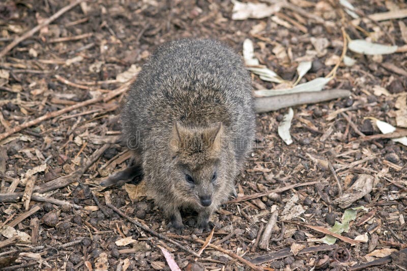 This is a Small Marsupial Called a Quokka Stock Image Image of