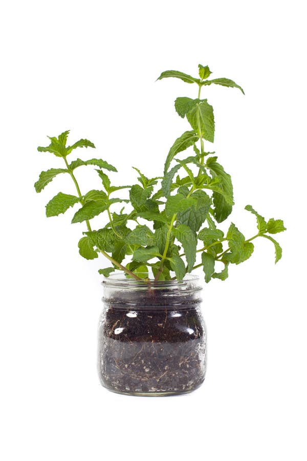 Small Mint Plant in Glass Jar Stock Photo Image of foliage, healthy 32819632