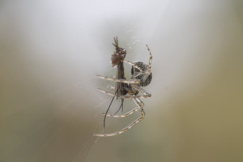 Small money spider on web stock image
