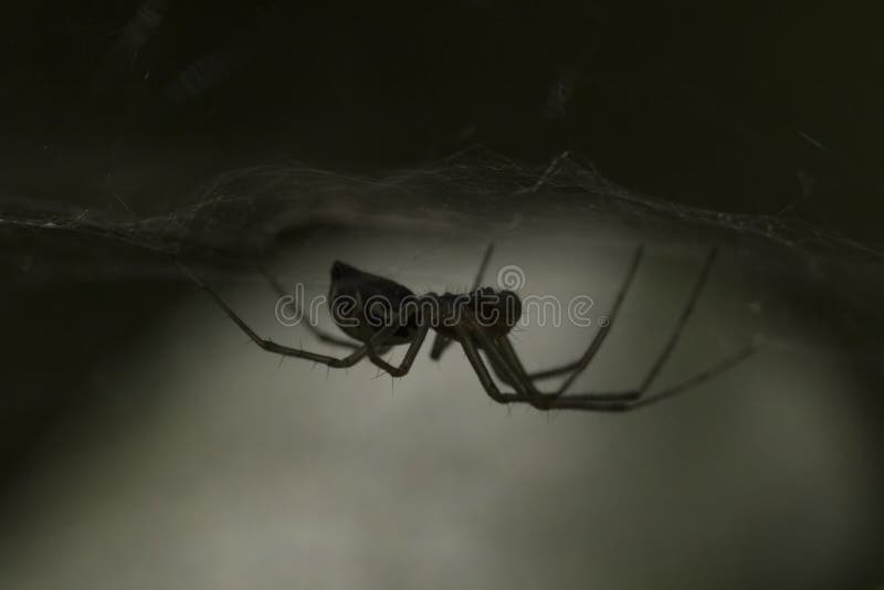 Small money spider in web in shadow royalty free stock images