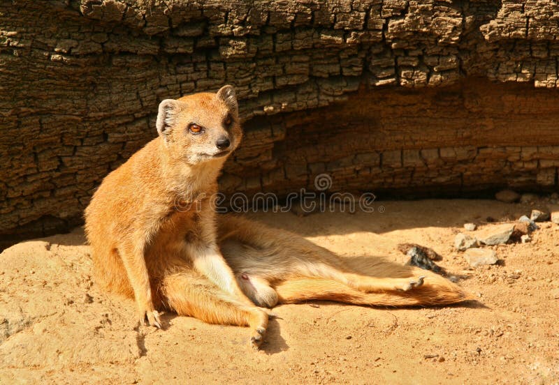 Small mongoose is relaxing and sitting in front of fallen tree. Its favourite meal are snakes royalty free stock photo Small mongoose is relaxing and sitting in front of fallen tree. Its favourite meal are snakes royalty free stock photo