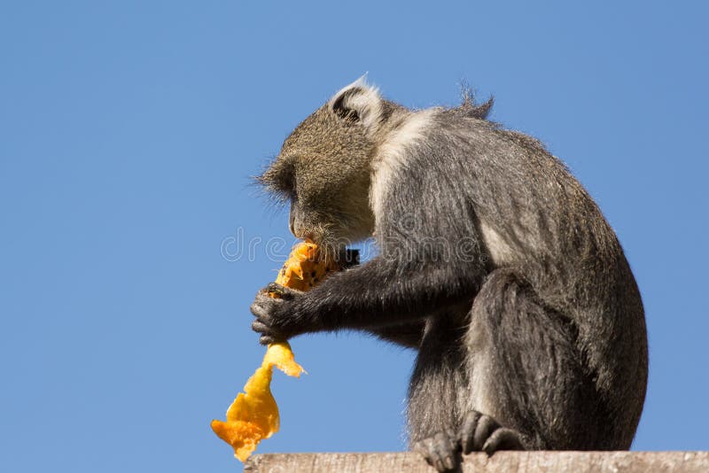 Small monkey eating a mango