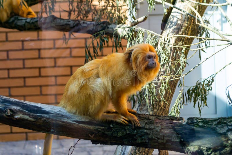 A small monkey golden lion tamarin stock photo A small monkey golden lion tamarin stock photo