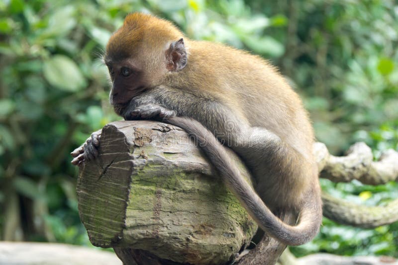 Small Monkey Resting on a Tree Branch Stock Photo - Image of background ...