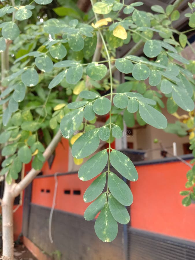 Small Moringa leaves are often compared to the antonym of something large stock photos