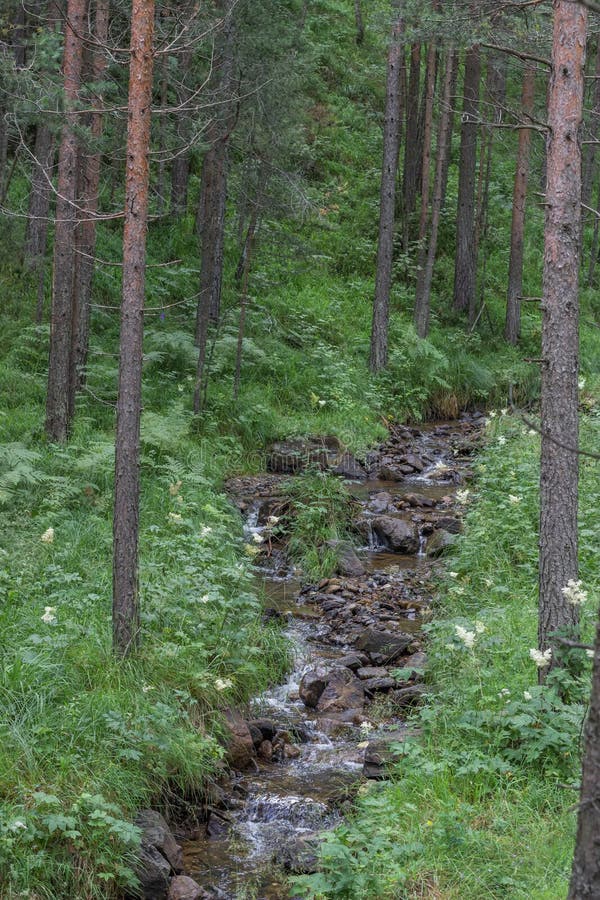 Small mountain stream in the woods with clear cold water. Wild natural place.