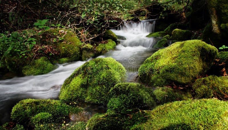 705 Forrest Trees Water Rocks Photos Free And Royalty Free Stock Photos