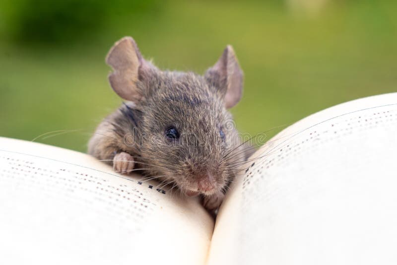 104 Cute Mouse Reading Book Stock Photos - Free & Royalty-Free Stock Photos  from Dreamstime