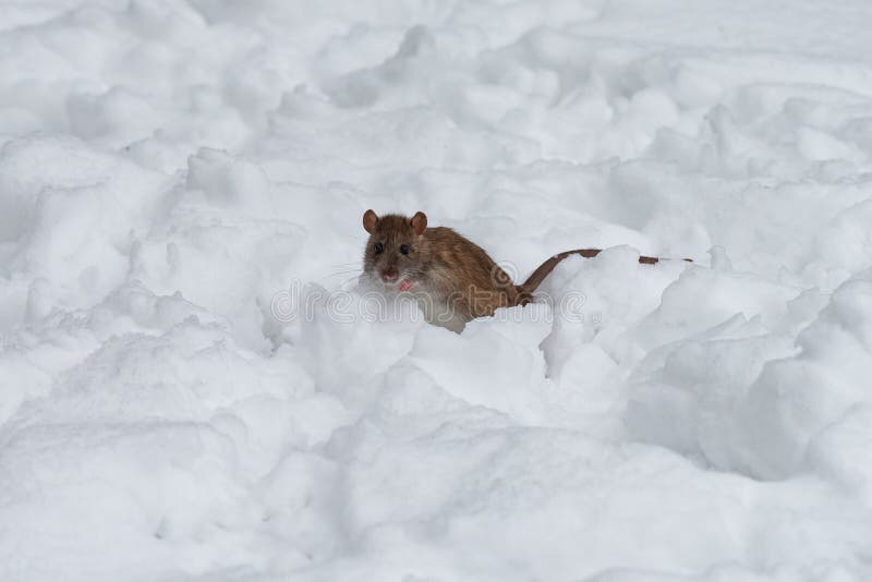 A Small Mouse on the Snow during a Very Cold Weather Stock Image