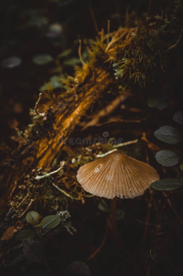 A small mushroom on the background of plants royalty free stock photo A small mushroom on the background of plants royalty free stock photo