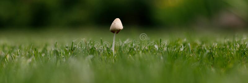 A small mushroom grew on a green lawn. Concept: contrary to all expectations