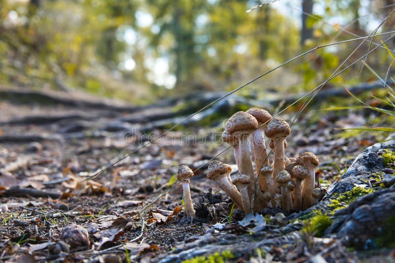 Small Mushrooms Growing in the Rainforest Stock Image Image of nature, fungus 261437549