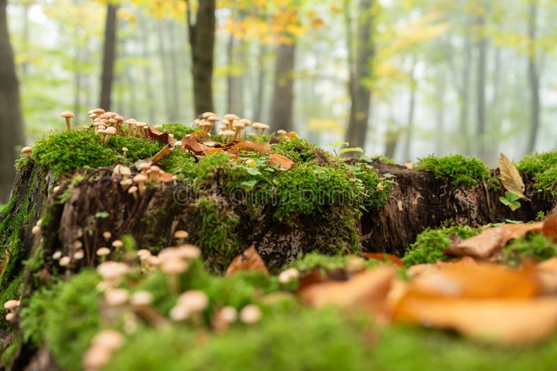Small mushrooms in an old autumn beech forest, background royalty free stock images
