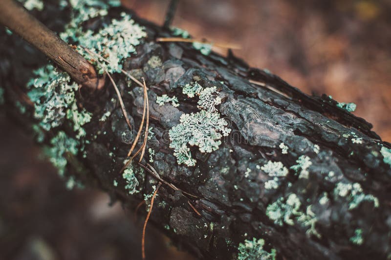 Small mushrooms in the moss. Autumn