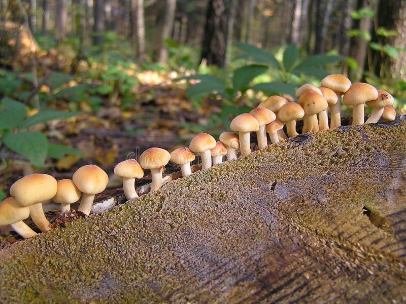 Mushrooms on a stump stock image. Image of hypholoma 107952399