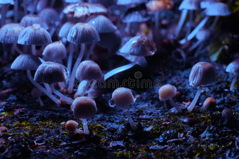 Small Mushrooms Toadstools. Psilocybin Mushrooms Under Ultraviolet