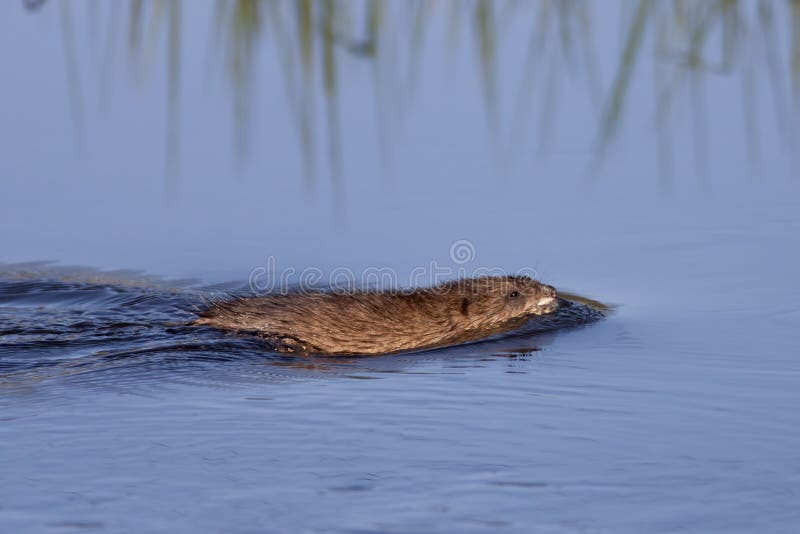 Small muskrat in the water.