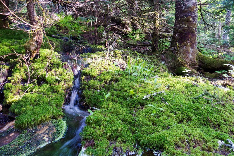 Small natural waterfall | Small healthy plants royalty free stock photos Small natural waterfall | Small healthy plants royalty free stock photos
