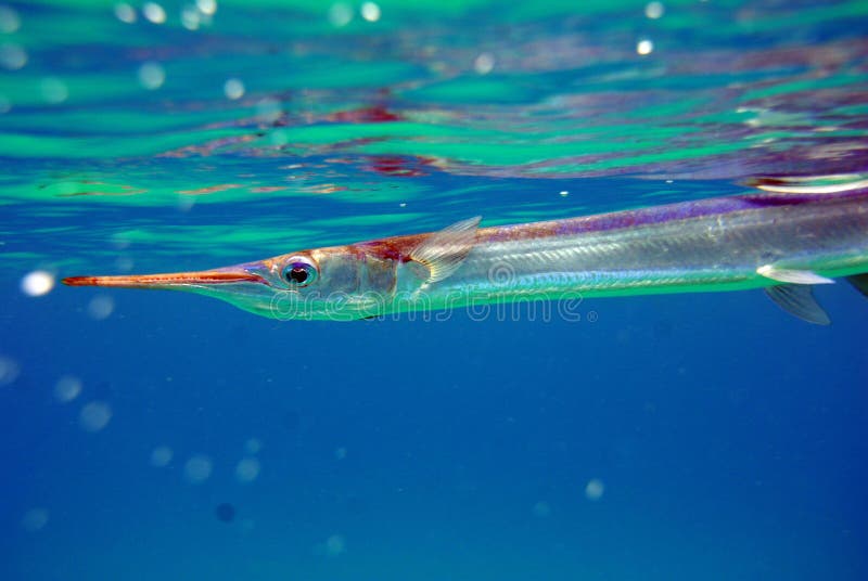 Small Needlefish Just Under the Water Stock Photo Image of fish