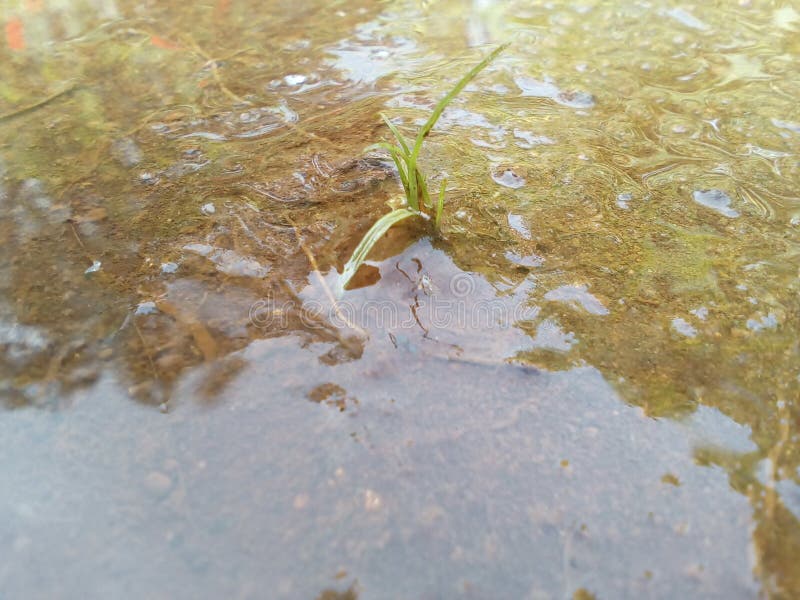 367 Waterlogged Soil Stock Photos Free & RoyaltyFree Stock Photos