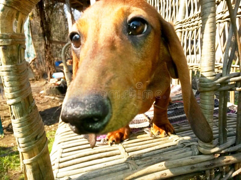 Small nice dog stock photo. Image of small, energy, large 70420998