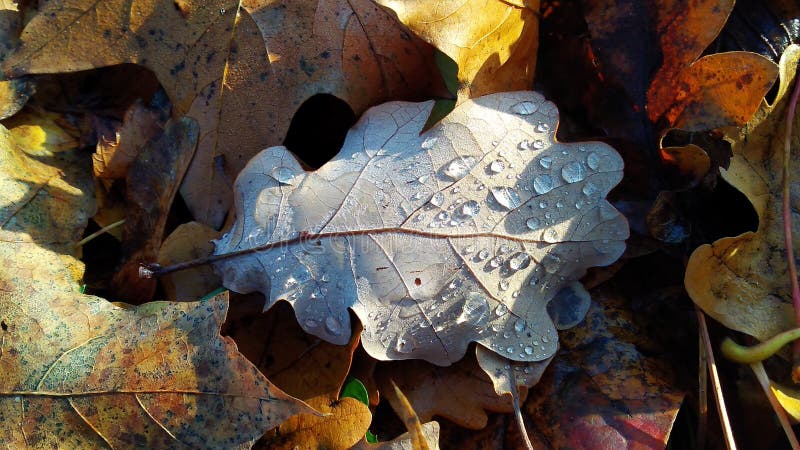 small oak leaf