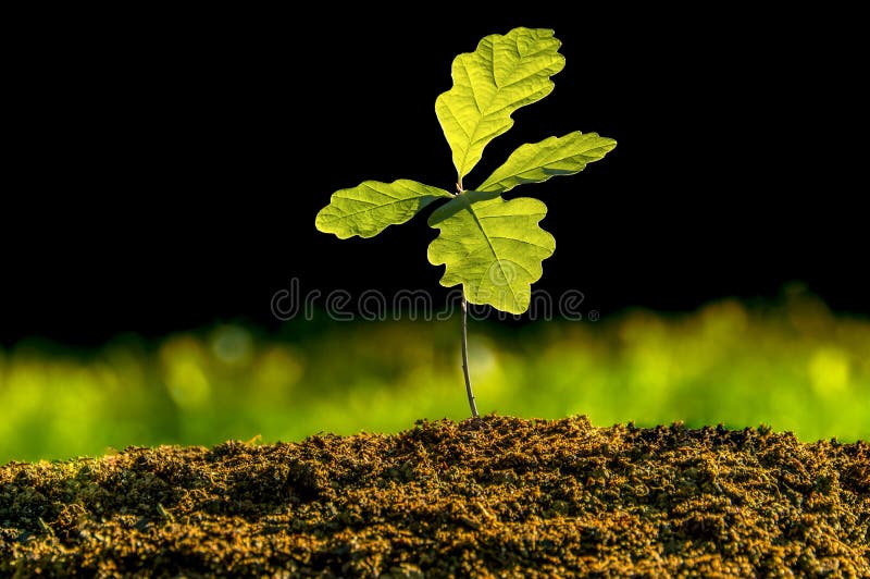 Germinating oak plant, small tree